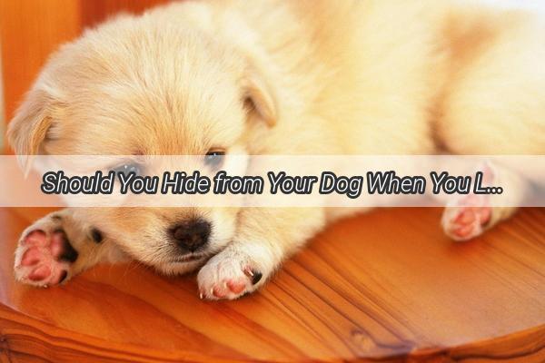 Should You Hide from Your Dog When You Leave A Heartwarming Insight into Canine Emotions